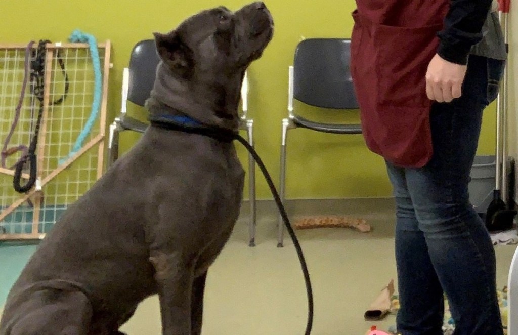 Large rescue dog training with professional dog trainer in Chicago